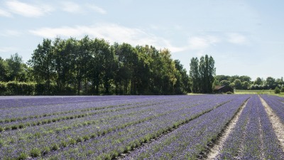 Foto Jan Willem Storm van Leeuwen -- Bloeiende lavendelvelden. Gepubiceerd ter gelegenheid van de honderdste poosplaats van Pien Storm van Leeuwen op 7 juli 2018.