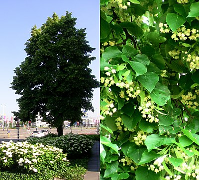 De lindeboom is het symbool van de Dorpswapen van Princenhage.