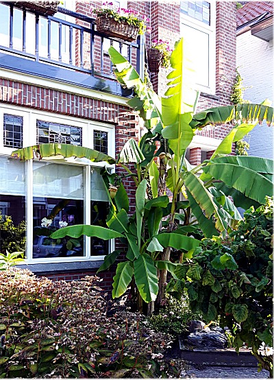 In de jaren 70 was het ondenkbaar dat zoiets als een bananenboom gewoon in de tuin kon groeien, maar nu? Er zijn tal van plaatsen in Princenhage waar ze groeien. Het zijn weliswaar nog exemplaren van soorten die een beetje tegen de kou kunnen, maar toch. Ze staan er en zo'n boom is 3 tot 4 meter hoog en heel decoratief.