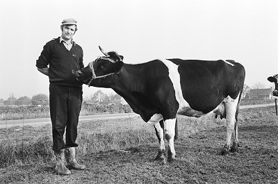 De koe Hermien was lang in het nieuws. Agrariër/raadslid Jac Goos uit Breda moest destijds zijn blinde koe Anna 46 wegwijs maken in zijn stal. Verteld tijdens een lezing door Rinie Maas en Frans Langen voor de Vrouwenvereniging Princenhage-Breda op 6 maart 2018.